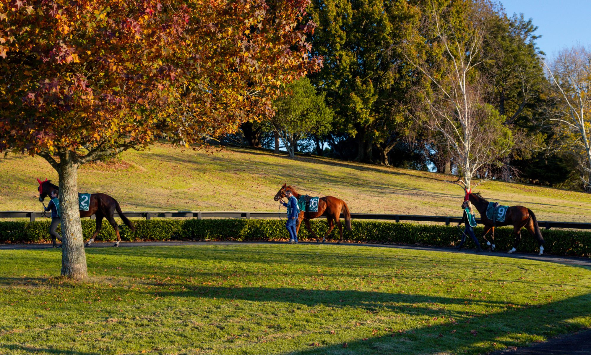 June Raceday Pukekohe Park