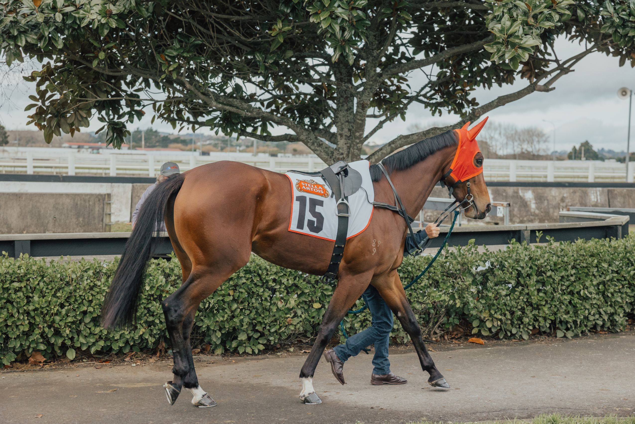 January Raceday Pukekohe Park