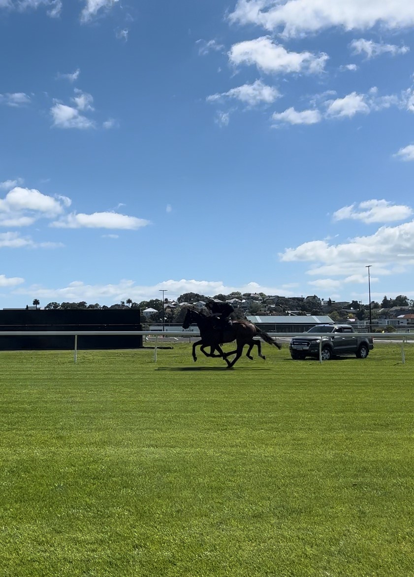 MEDIA RELEASE | Auckland Thoroughbred Racing welcomes horses back to Ellerslie