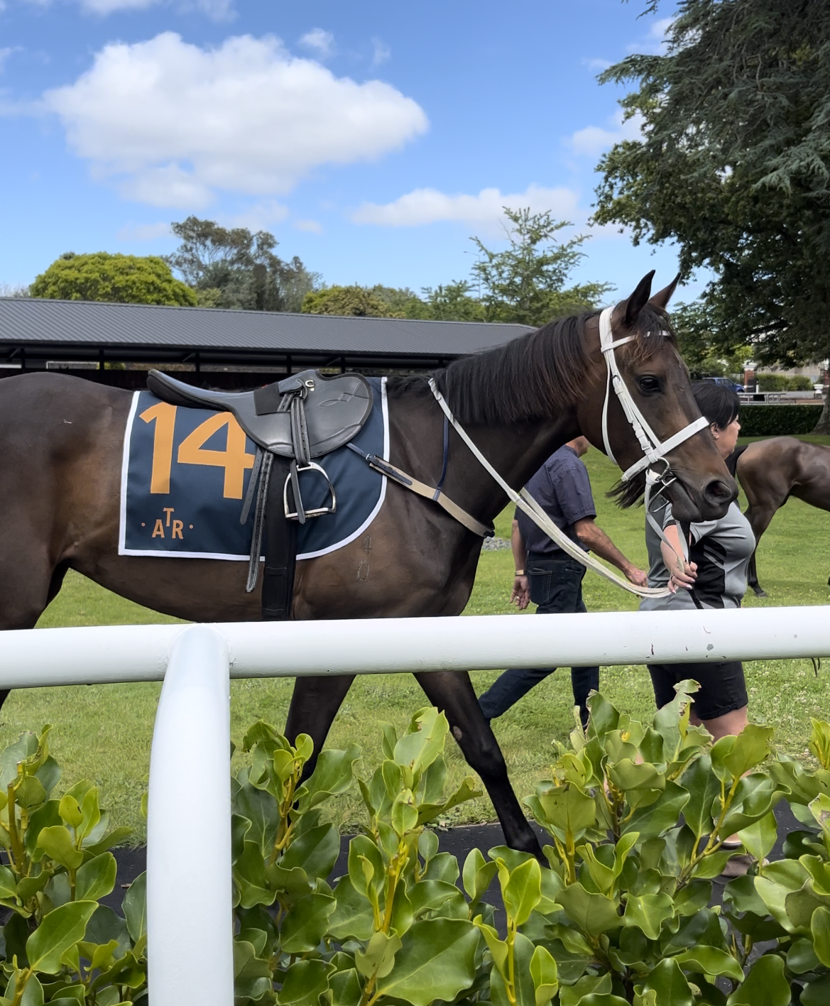 MEDIA RELEASE | Auckland Thoroughbred Racing given green light for racing to return to Ellerslie