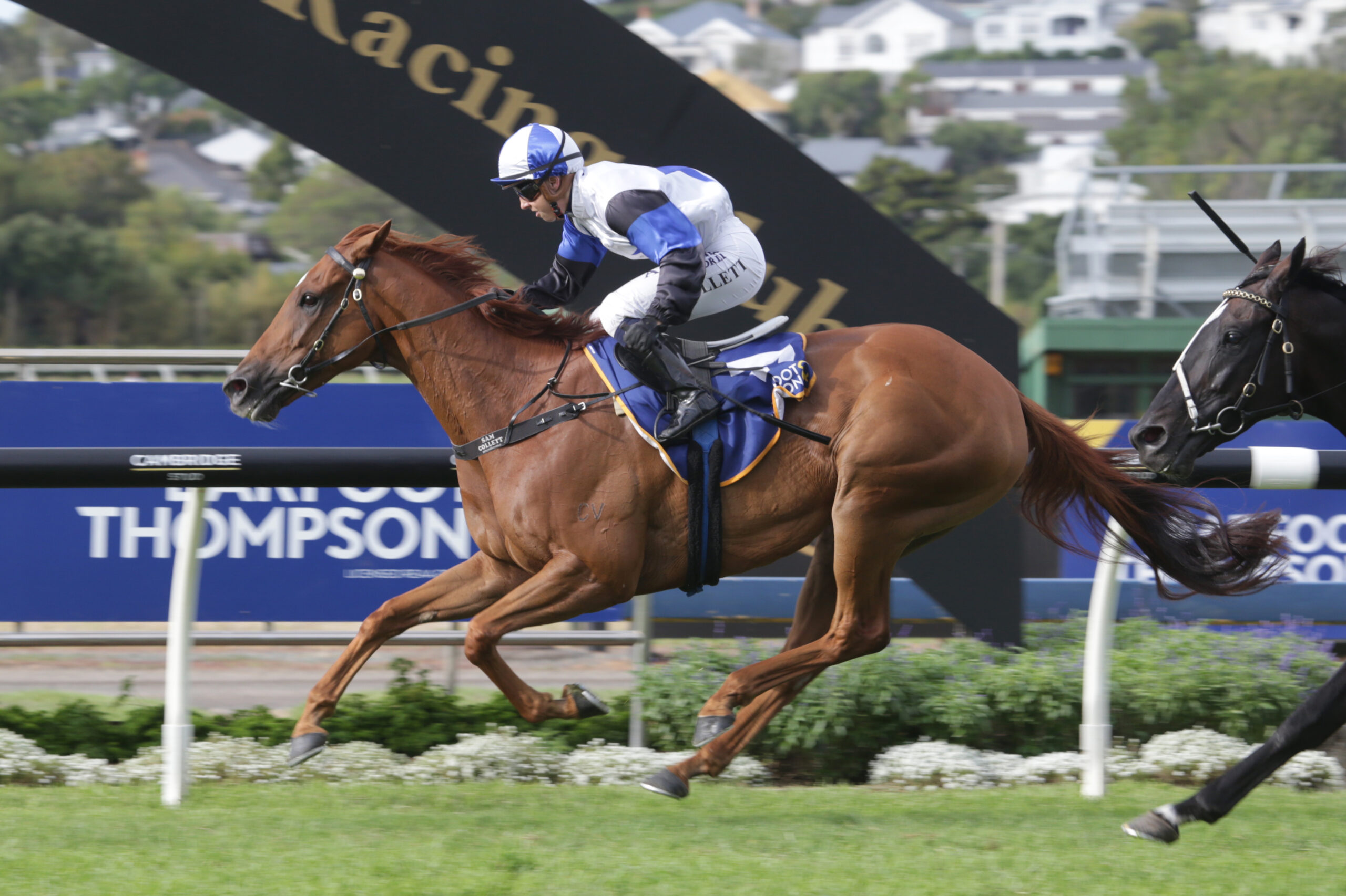 Celebrating Avondale Cup & Guineas Day | A look at the Avondale Cup vs Auckland Cup