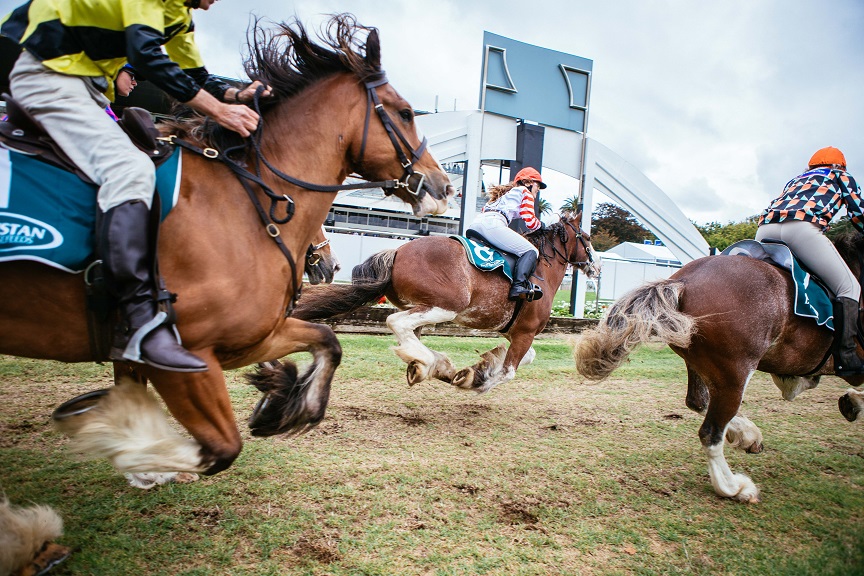 Auckland Cup WeekⓇ: Meet the Clydesdales racing in the Dunstan Feeds Auckland Clydesdale Cup