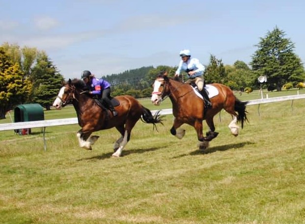 Meet the Clydesdales!