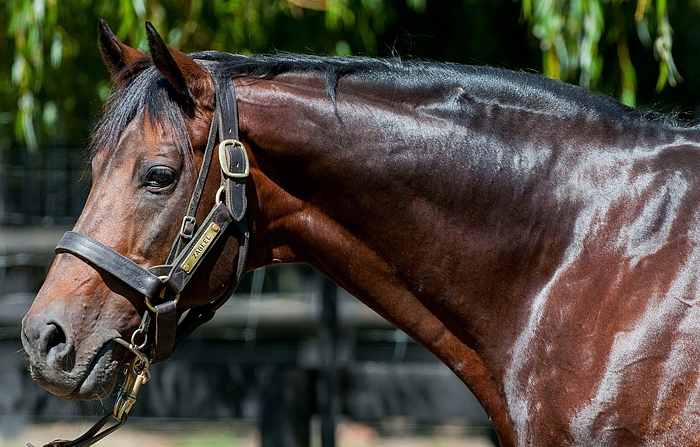 Celebrating the Boxing Day Races | What’s in a name?