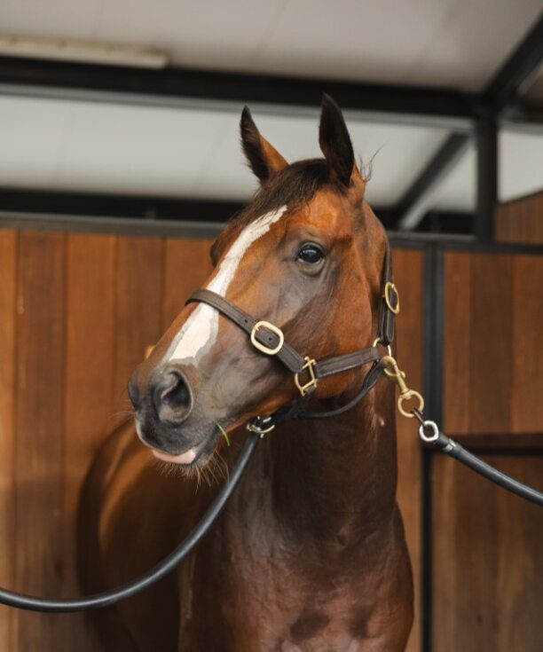 ATR locks in Affirmative Action for $4 million NZB Kiwi